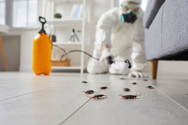 Affordable Termite Control solutions in Tryon, NC